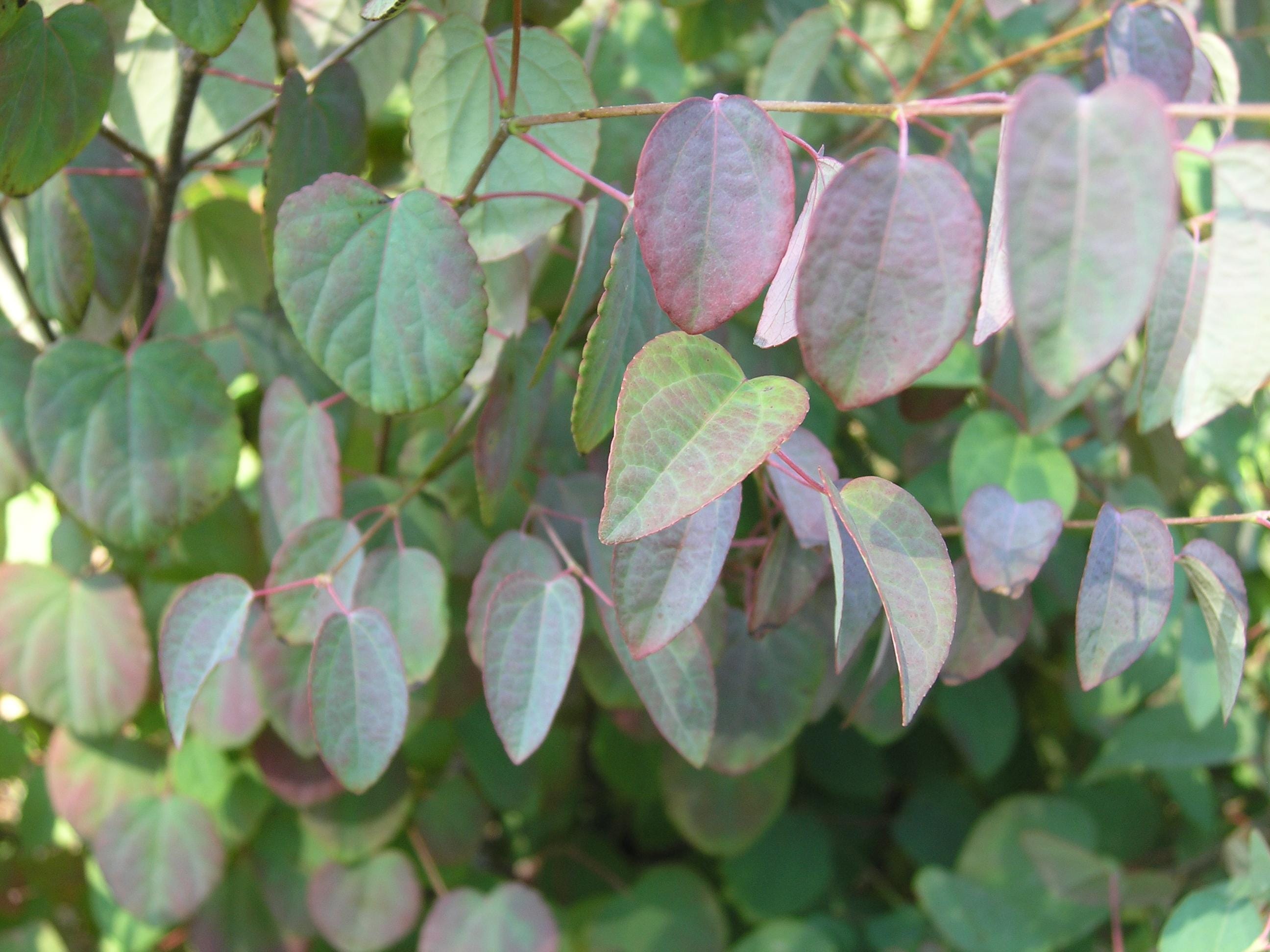 Cercidiphyllum japonicum